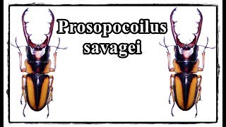 Prosopocoilus savagei  Präparation  Mounting [upl. by Forster]