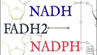 NADH FADH2 NADPH  Biochemistry [upl. by Arama745]