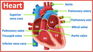 HEART ANATOMY in 3 MINUTES Memorize parts of the heart [upl. by Nugesulo]