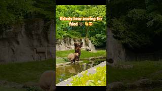 Grizzly bear waving for food 🐻👋😍 bear zoo animlasfunny [upl. by Astrahan]