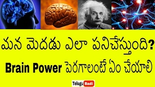 మన మెదడు ఎలా పనిచేస్తుందో తెలుసా  How the Human BRAIN Works in Telugu  Brain Power [upl. by Rooney]