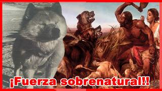 En argentina CREARON al perro más FUERTE DEL MUNDO  POLAR ARGENTINO [upl. by Revkah633]