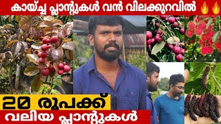 ചെറിയ വിലയുള്ള വലിയ നഴ്സറി  Plant nursery  Fruits Plants [upl. by Roderick]