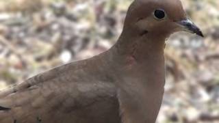 Mourning Dove  HD MiniDocumentary [upl. by Frisse652]