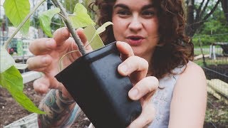 How to Plant Tomatoes the Best Way  Gardening Advice and Tips  Roots and Refuge Farm [upl. by Heger]