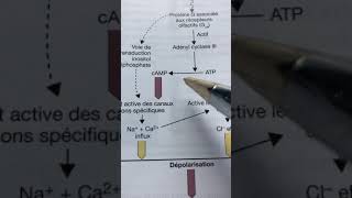 85 Transduction sensorielle [upl. by Atiniuq]