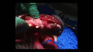 International Veterinary Dentistry Institute Mandibular Canine Extraction with a Vet Tome [upl. by Ateekahs]