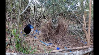 Satin Bower Birds Courtship Dance [upl. by Cofsky968]