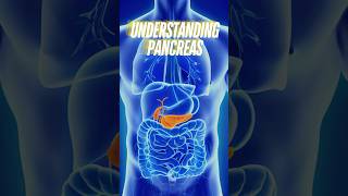 Understanding the Pancreas Endocrine amp Exocrine Functions [upl. by Grussing]