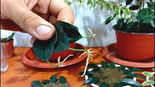 How to grow Ficus Benjamina from single leaf [upl. by Millisent]