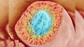 Au coeur des organes  Le fonctionnement du testicule [upl. by Pompea]