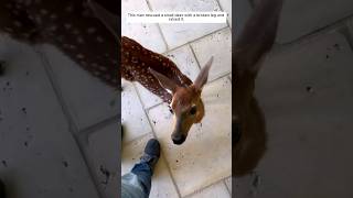 This man rescued a small deer with a broken leg and raised it animalshorts shortvideo [upl. by Ailicec36]