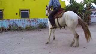 Don Jaime Nunez Pena  Caballo de Rienda Charra [upl. by Nilram]