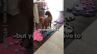 💀🤣 My Dog Says I Can’t Relax 🤣  250 Talking Dog Videos on Our Channel talkingdogs [upl. by Enyar848]