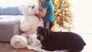 Rottweiler hates GIANT Teddy Bear for Christmas 62 [upl. by Malloch602]