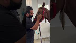 save the horse on the street… horse animalrescuer lovehorses animalsrescuer animals rescue [upl. by Yewed]