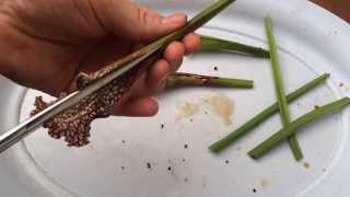 Dissecting Whats Inside the Stomach of an North American Carnivorous Plant  Must See [upl. by Jacquenette882]