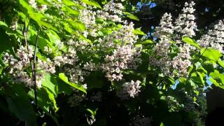 148 CATALPA Tree [upl. by Ainahtan696]