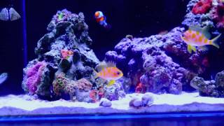 Borbonius Anthias at World Wide Corals [upl. by Tobit]