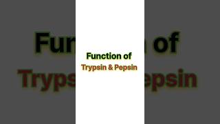 Function of trypsin amp pepsin ✨ neet neet2025 biology aiims [upl. by Ynnor]