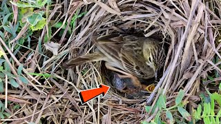 Mother pipit bird trying her best to hatch unfertilized egg BirdPlusNature [upl. by Kirbee]