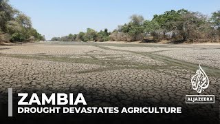 Zambia declares national disaster after drought devastates agriculture [upl. by Jeunesse]