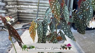 Begonia Maculata polka dot plant repot and propagation 🌿  update on how its going [upl. by Rovner]