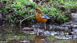 Orange headed Thrush [upl. by Hehre]