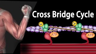 Muscle Contraction  Cross Bridge Cycle Animation [upl. by Silohcin]