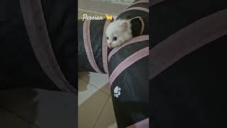 movie song film bgm cat cuteanimal ytshorts musiccat catlover [upl. by Nej]