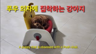 의자에 집착하는 강아지 A puppy that is obsessed with a Pooh chair [upl. by Mahsih]