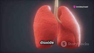 structure of circulatory system  human beings  blood circulation video biology [upl. by Mehalick391]