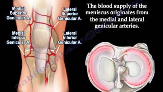 Hemoarthrosis of the kneeKnee swelling Everything You Need To Know  Dr Nabil Ebraheim [upl. by Trenna]