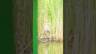 Partez à la découverte des berges du canal de Roubaix [upl. by Cumings360]