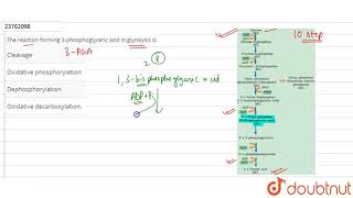 The reaction forming 3phosphoglyceric acid in glycolysis is [upl. by Pilihp782]