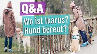 Wo ist Ikarus Hund jemals bereut Hund amp Bahn  Mein Beruf  QampA Hunde Vlog [upl. by Yoko]