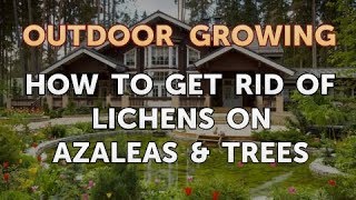 How to Get Rid of Lichens on Azaleas amp Trees [upl. by Ailuy551]