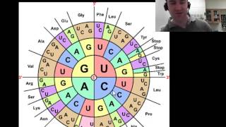 Translation protein synthesis part 2 of 2 [upl. by Peppy]