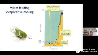 Bothersome Broods How cicadas disrupt forest ecosystems [upl. by Jael936]