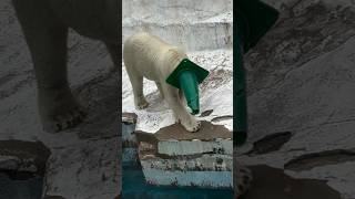 Polar Bear Water Diving shorts [upl. by Lydon]