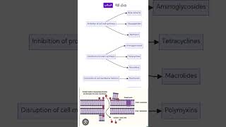 Colistin mechanism of action antibiotics microbiology microberifs lnl medicalstudent [upl. by Kcolttam]