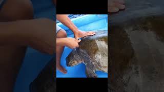 A shark save 100 years old tortoise shorts [upl. by Nevaed937]