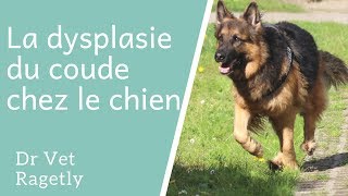 La dysplasie du coude chez le chien [upl. by Meuse366]