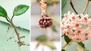 How to Propagate Hoya Carnosa from Stem Cuttings  Hoya Care Tips to Many Blooms [upl. by Esille]