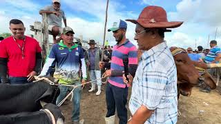 VEJA GADO DE R 600 SENADOR RUI PALMEIRA AL nordeste [upl. by Dohsar]