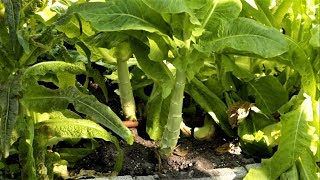 Grow Chinese lettuceceltuce frequently asked questions [upl. by Grubb924]