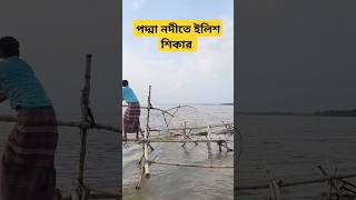 পদ্মা নদীতে ইলিশ ধরার ভিডিও river fishing [upl. by Spike964]