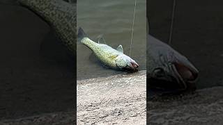 California aqueduct bass fishing aqueduct bassfishing fishingboyzoutlawz [upl. by Ainahs]