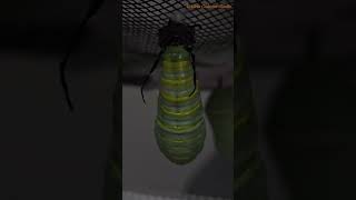 Monarch caterpillar to chrysalis Real Time Monarch 🦋 Butterfly 🌿 Chrysalis Caterpillar 🐛 [upl. by Eneiluj851]