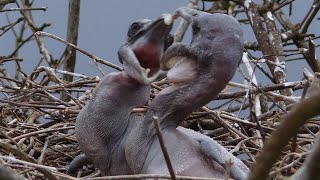 Pterodáctilos o Pelícanos  Aves del Ecuador [upl. by Cyndie]